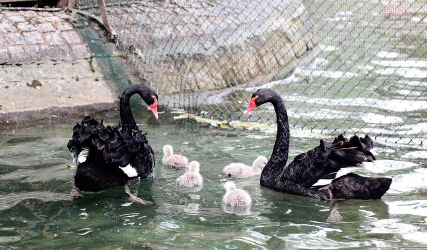 Kuğulu Park'ta yavru heyecanı...